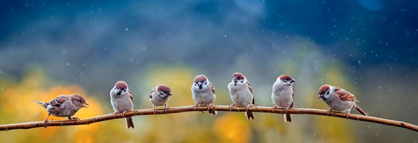 natural panoramic photo with little funny birds and Chicks sitti Utopia mit 1 ha Naturpark
