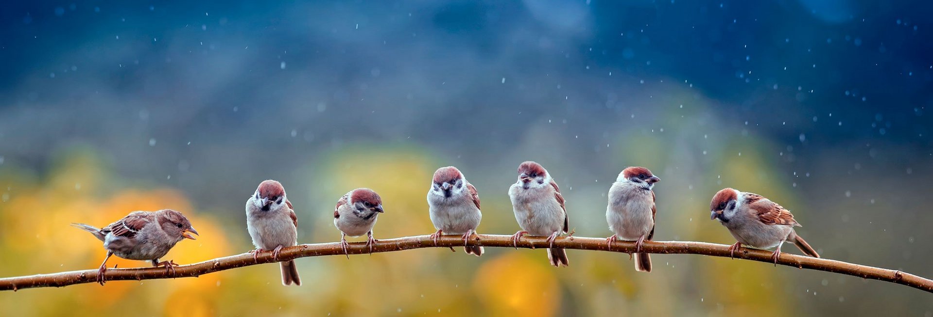 natural panoramic photo with little funny birds and Chicks sitti